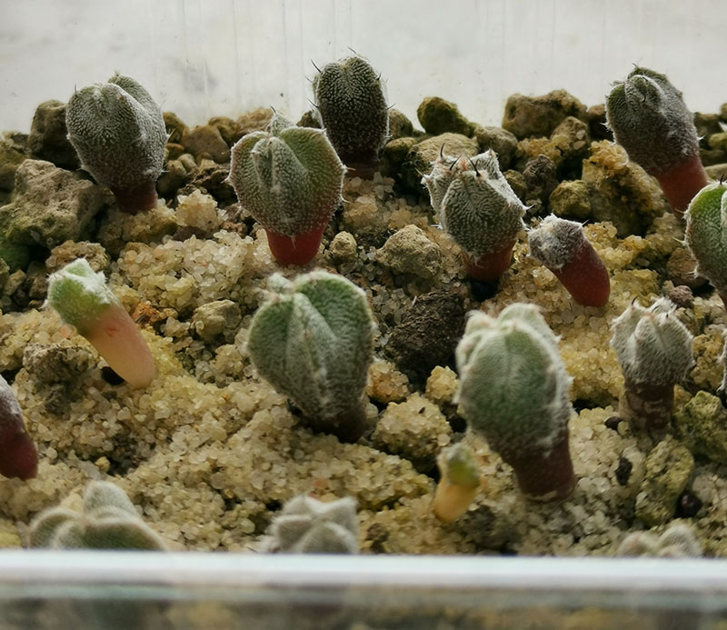 astrophytum myriostigma v. columnare