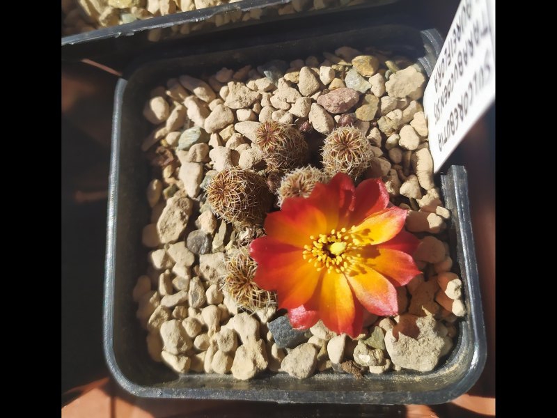 Sulcorebutia tarabucoensis v. aureiflora WR 479