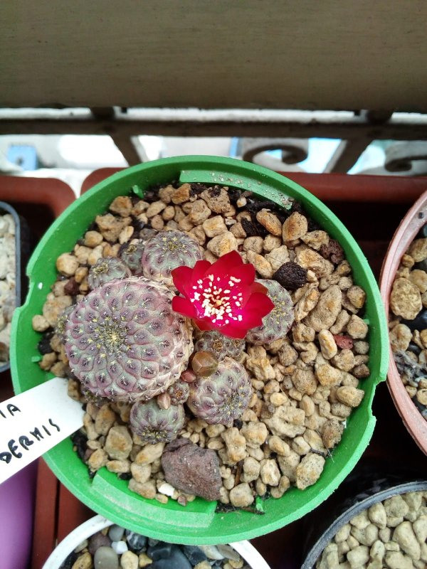 sulcorebutia 