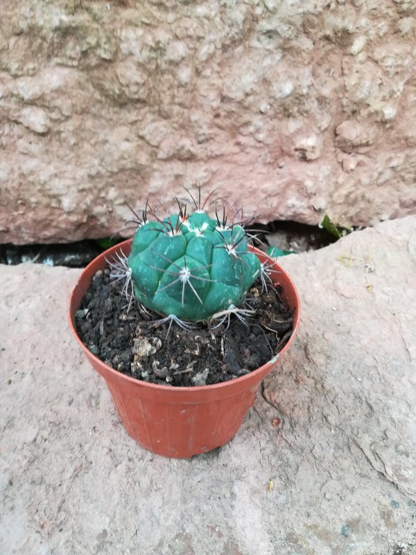 Gymnocalycium  