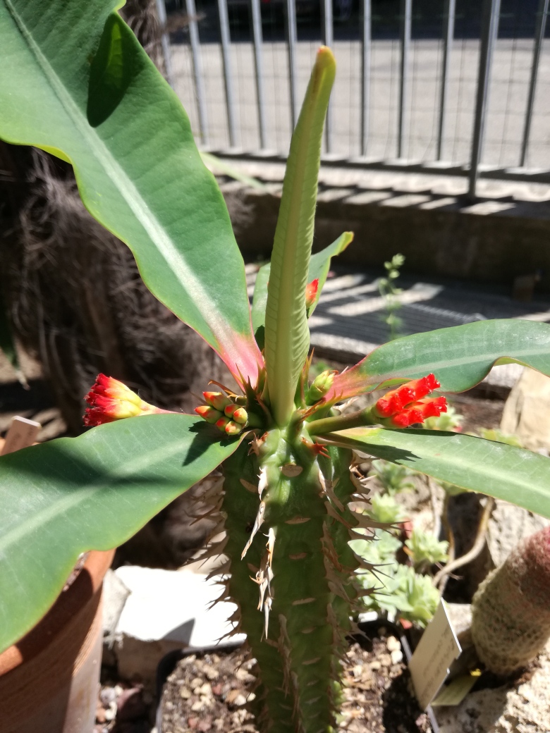 Euphorbia viguieri v. capuroniana 