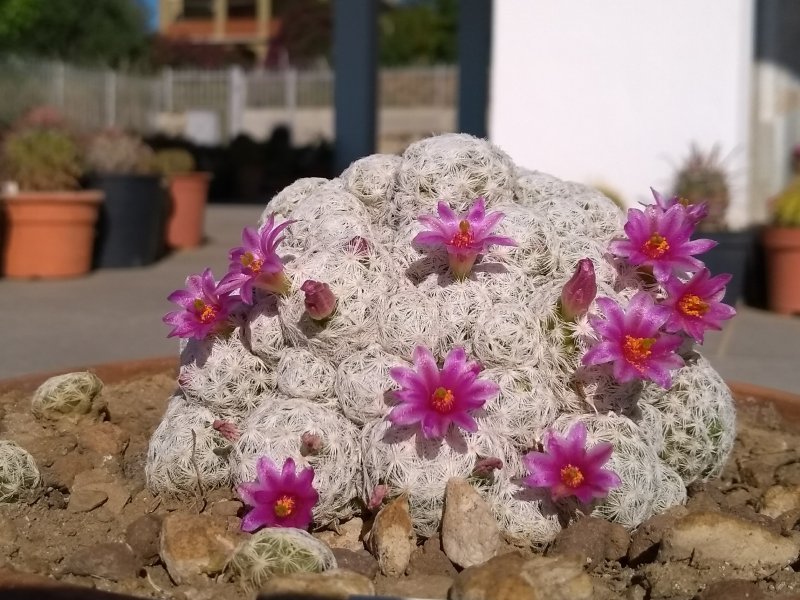 mammillaria humboldtii f. queretaro