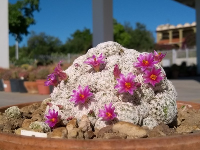 Mammillaria humboldtii f. queretaro 