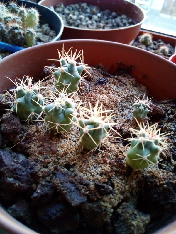 Ferocactus latispinus v. flavispinus 