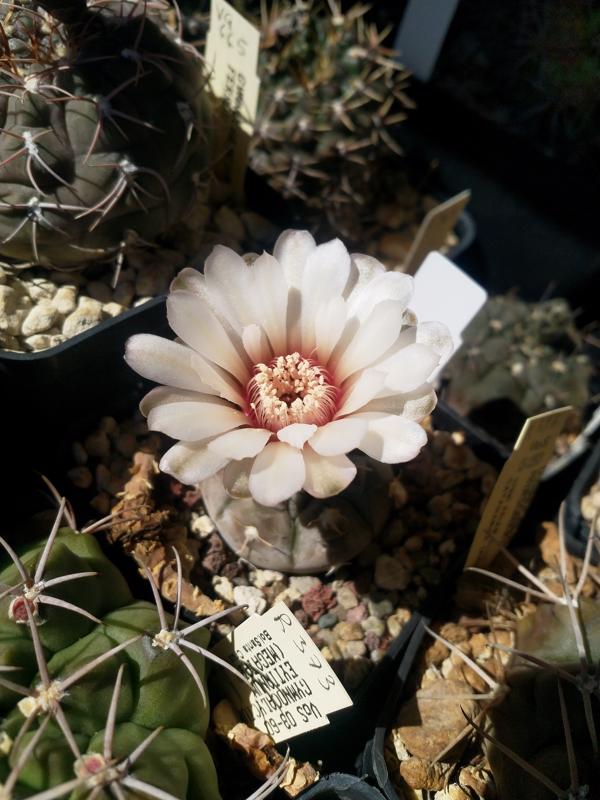 Gymnocalycium prochazkianum 