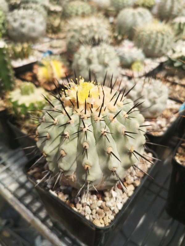 Copiapoa columna-alba 