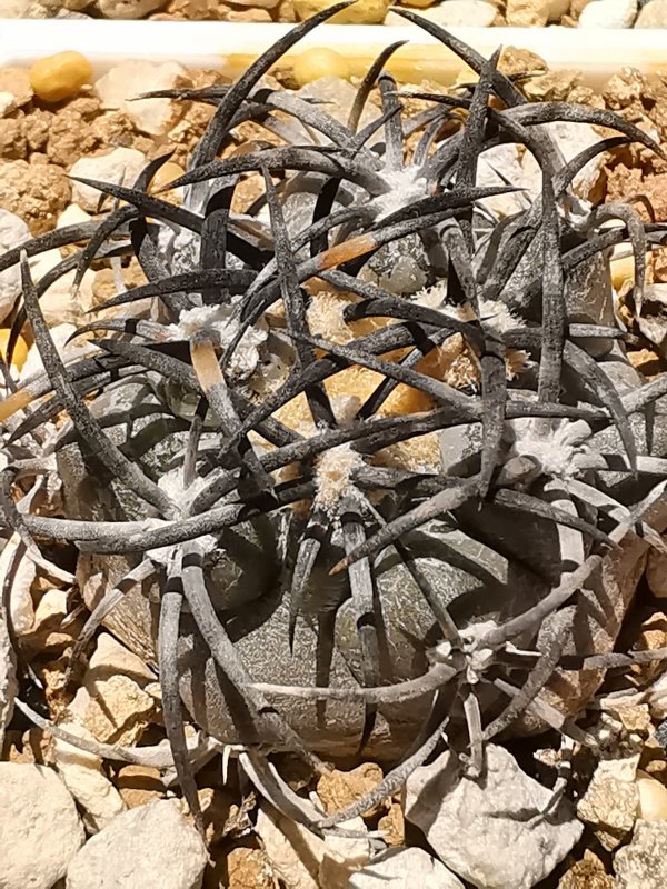 Copiapoa griseoviolacea JN1273