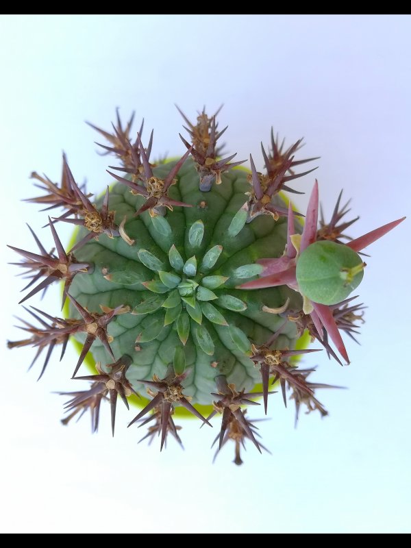 Euphorbia stellaespina 