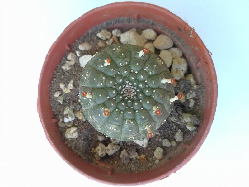 Euphorbia gymnocalycioides 