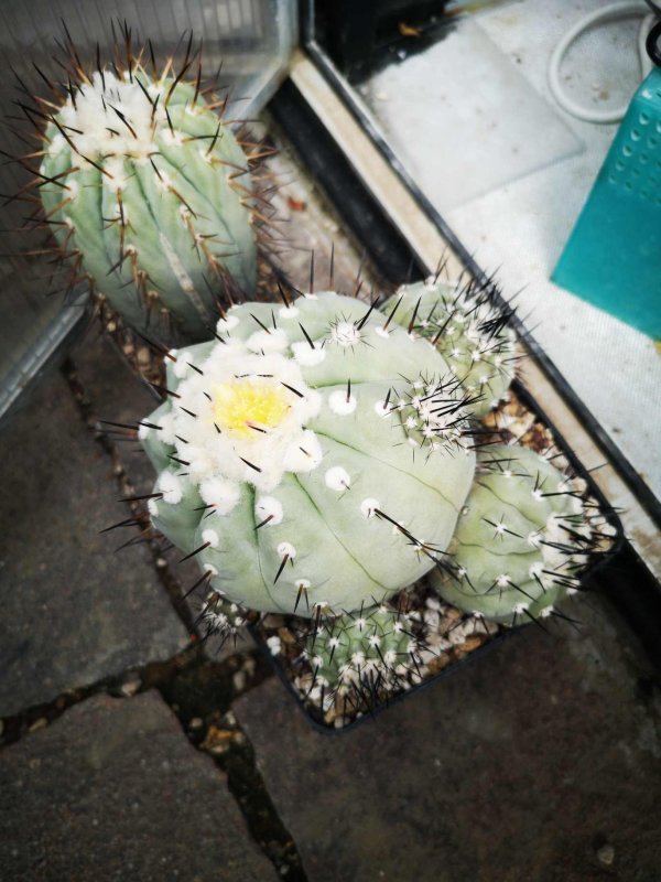 Copiapoa cinerea 