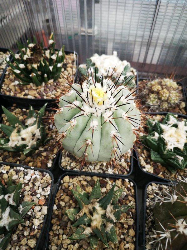 Copiapoa cinerea 