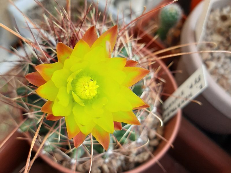 Ferocactus hamatacanthus ssp. sinuatus 