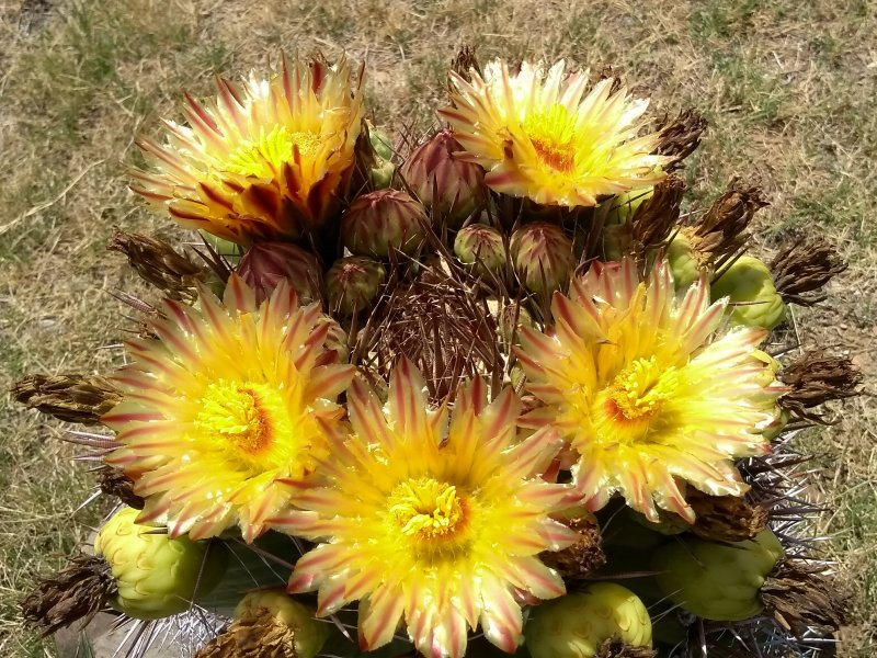 Ferocactus wislizeni ssp. herrerae 