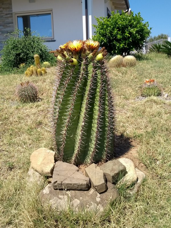 Ferocactus wislizeni ssp. herrerae 