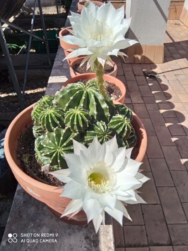 Echinopsis eyriesii 