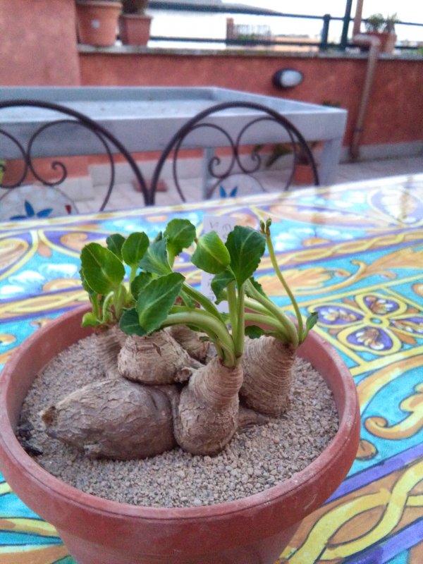 Euphorbia sp. nova fishbone 