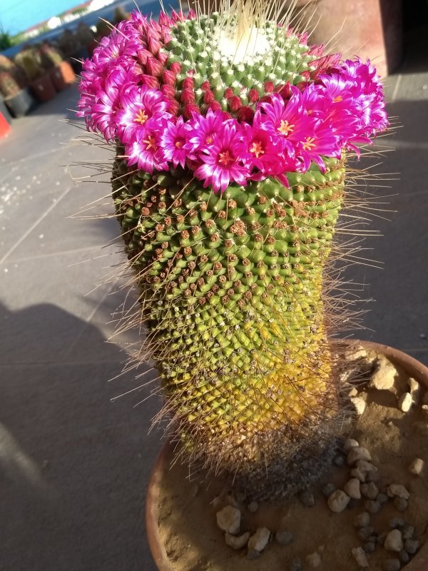 Mammillaria spinosissima cv. un pico 