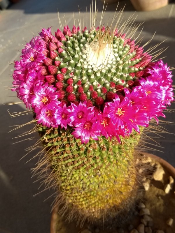 Mammillaria spinosissima cv. un pico 