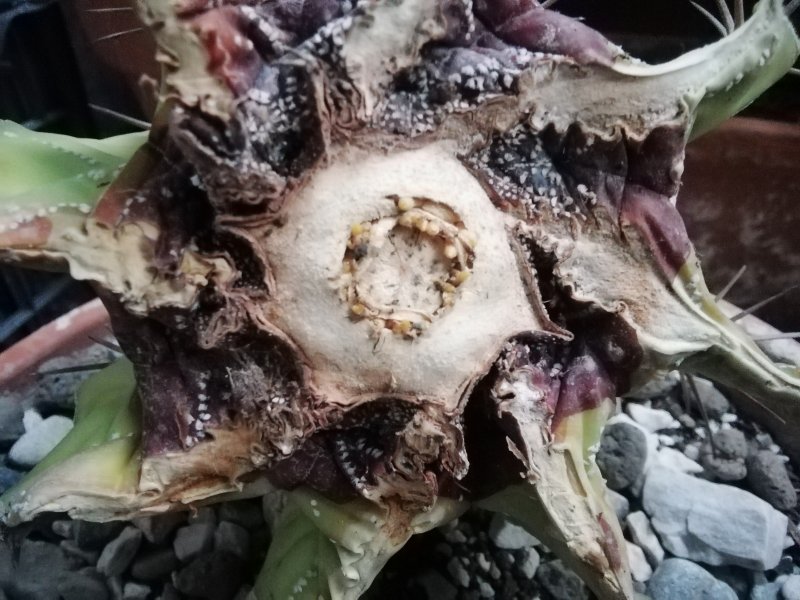 Astrophytum ornatum 