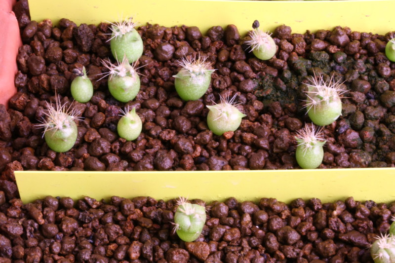 Ferocactus wislizeni ssp. tiburonensis 