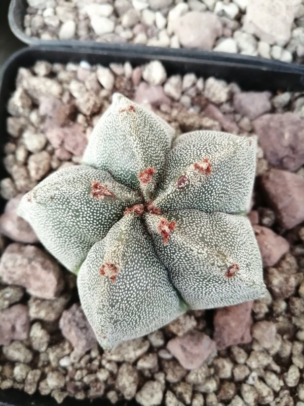 Astrophytum nuovo  
