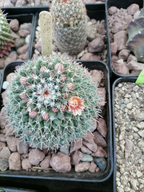 Mammillaria uncinata  