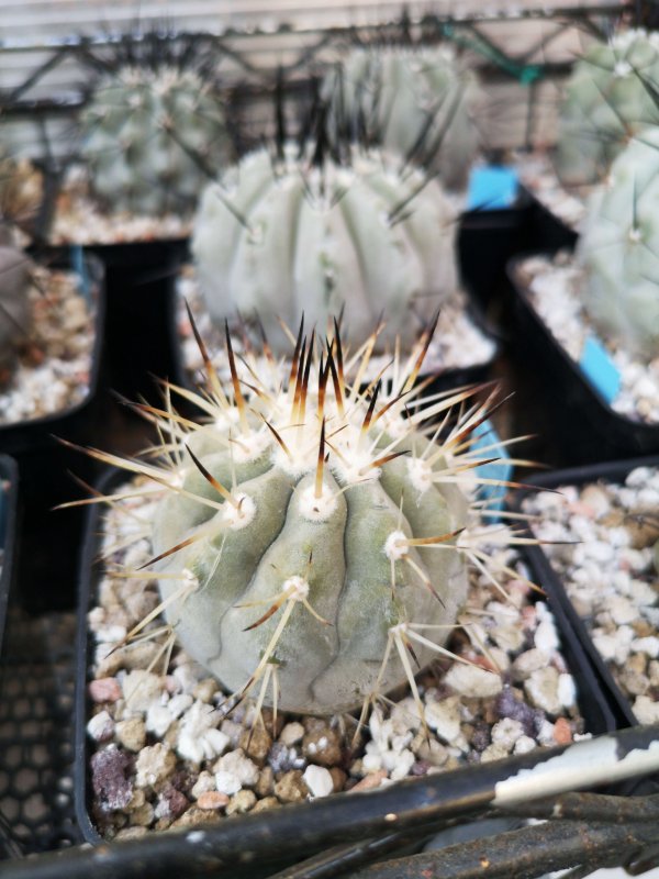 Copiapoa cinerea albispina  