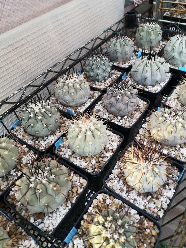 Copiapoa  