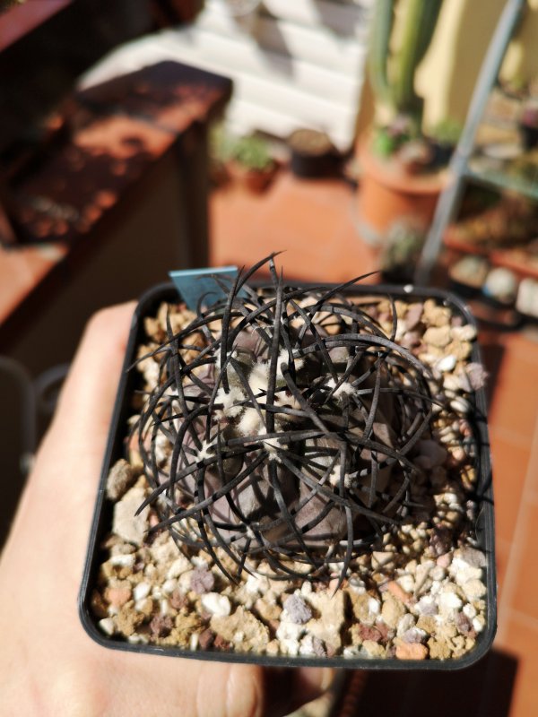 Copiapoa griseoviolacea  