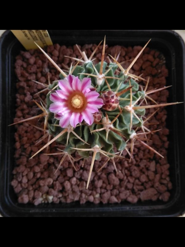 Stenocactus lamellosus 