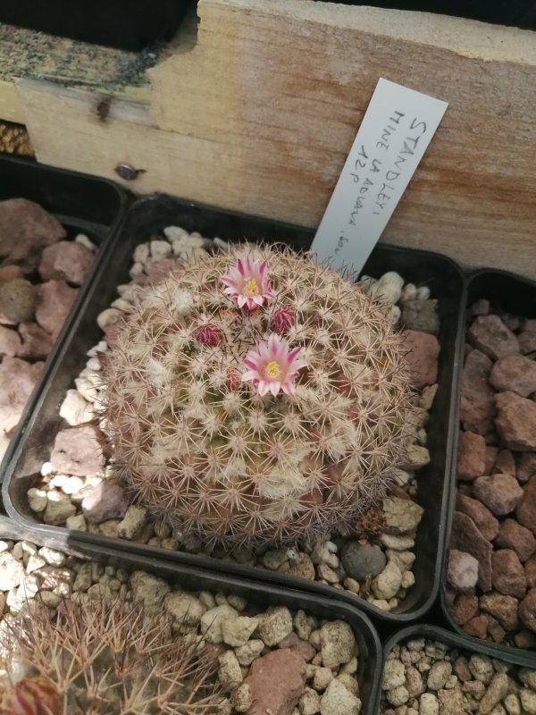 Mammillaria standleyi 