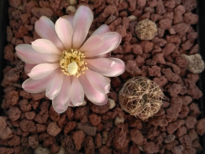 Gymnocalycium andreae FTA355