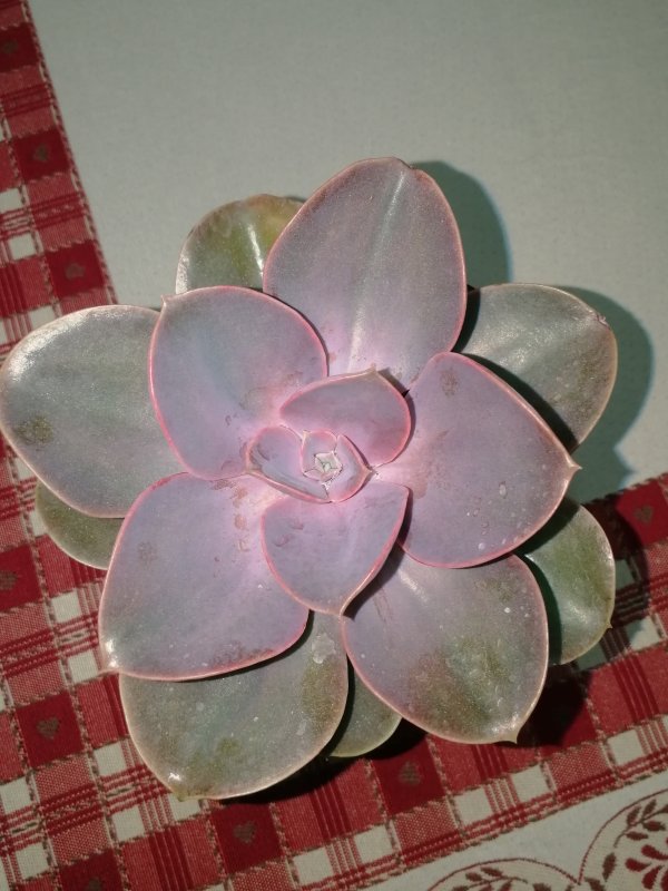 Echeveria  