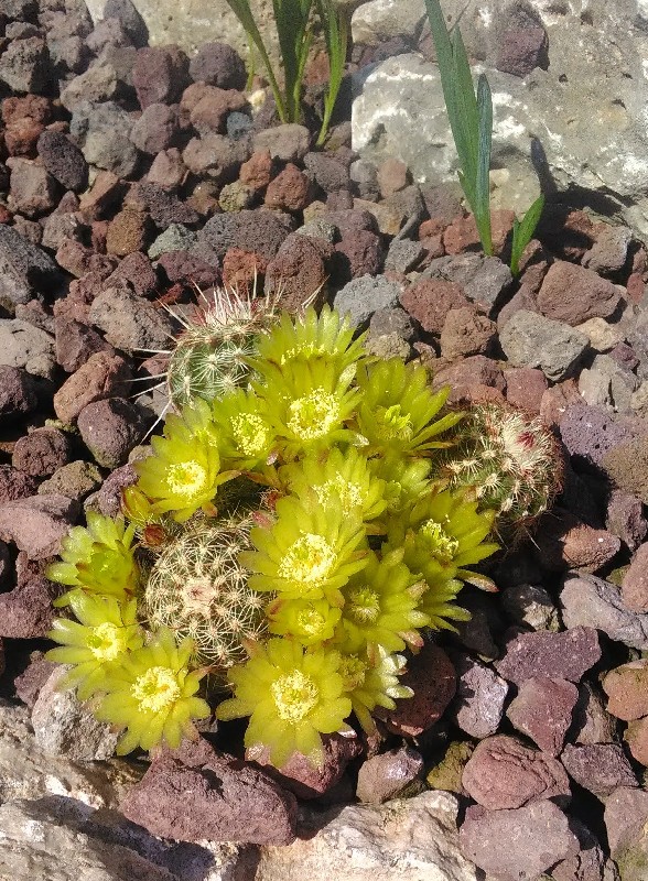 Echinocereus  viridiflorus 