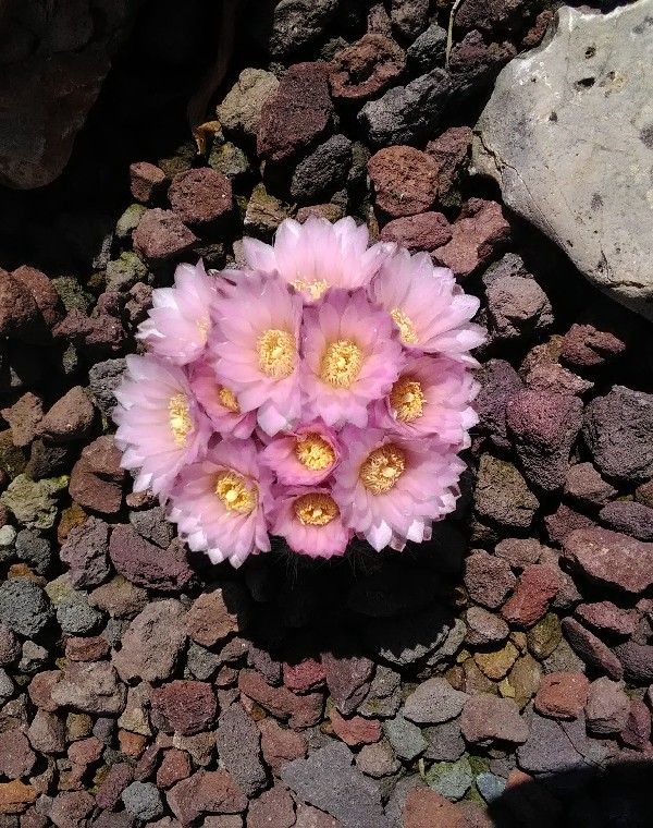 Gymnocalycium bruchii 