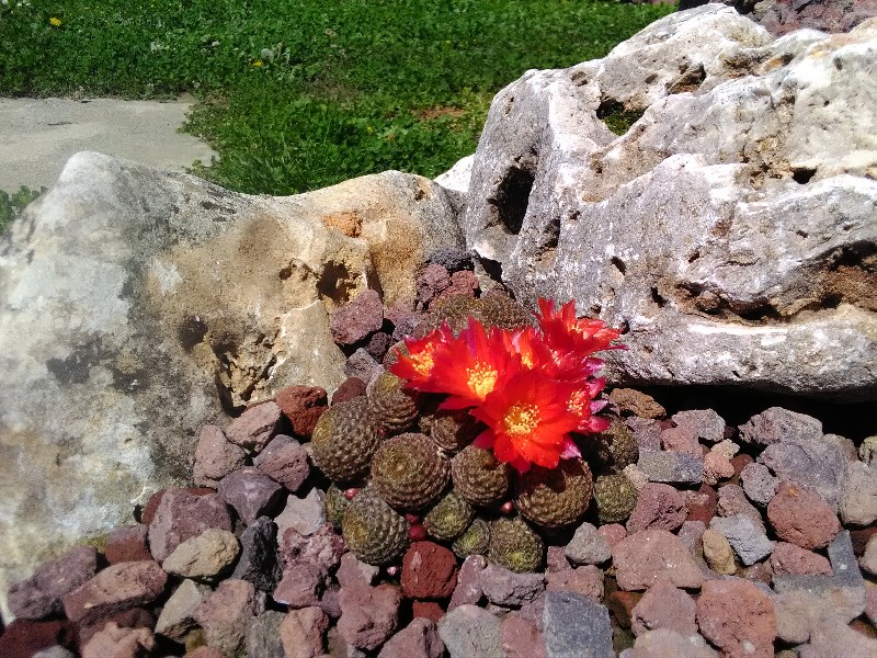 Rebutia heliosa v. condorensis 