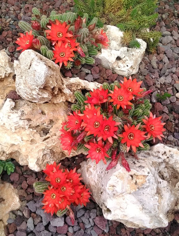 Chamaecereus silvestrii 