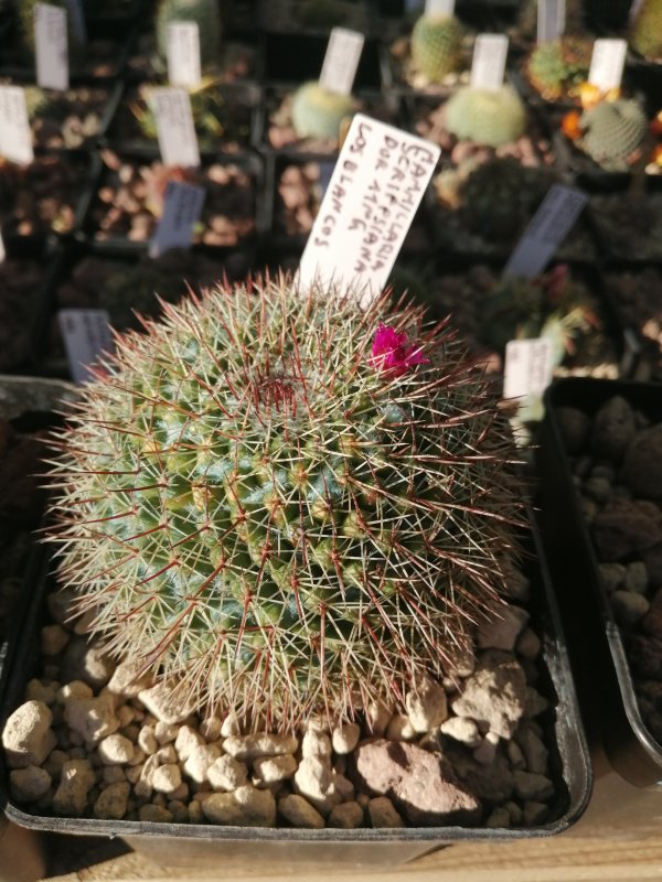 Mammillaria scrippsiana 