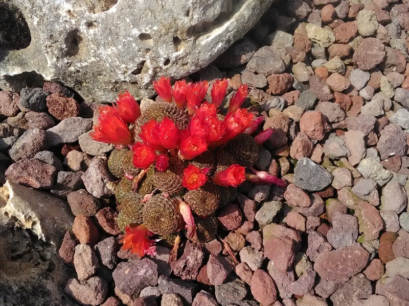 rebutia heliosa v. condorensis