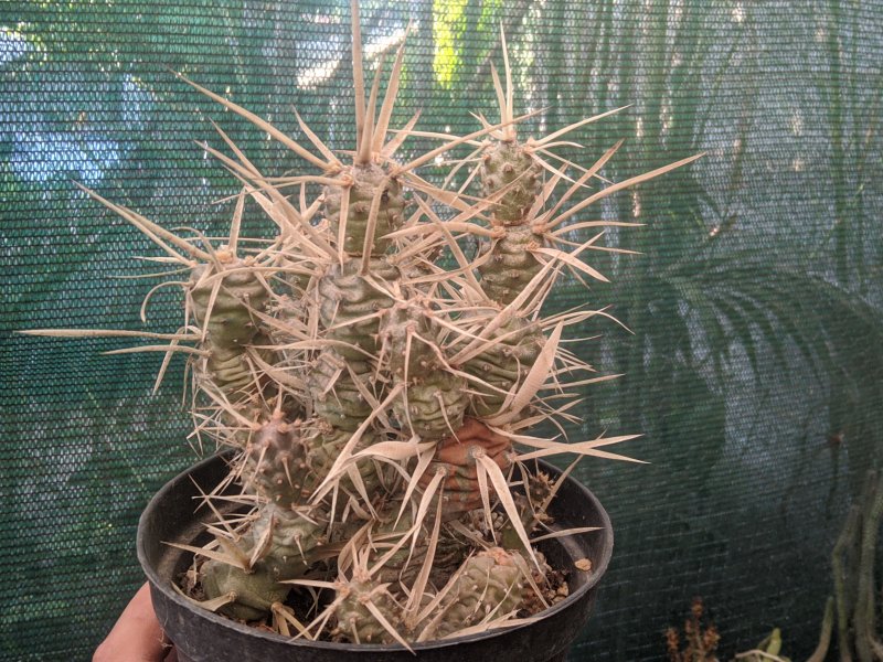 Tephrocactus articulatus v. papyracanthus 