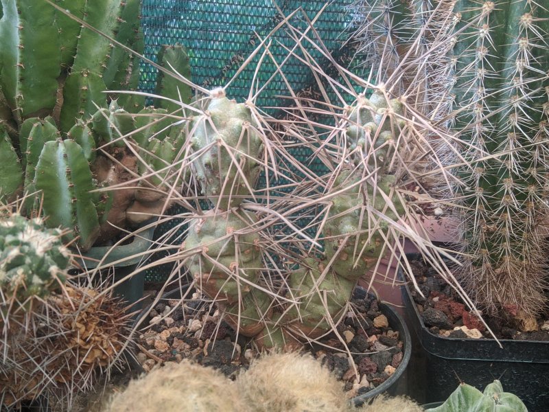 Tephrocactus aoracanthus 