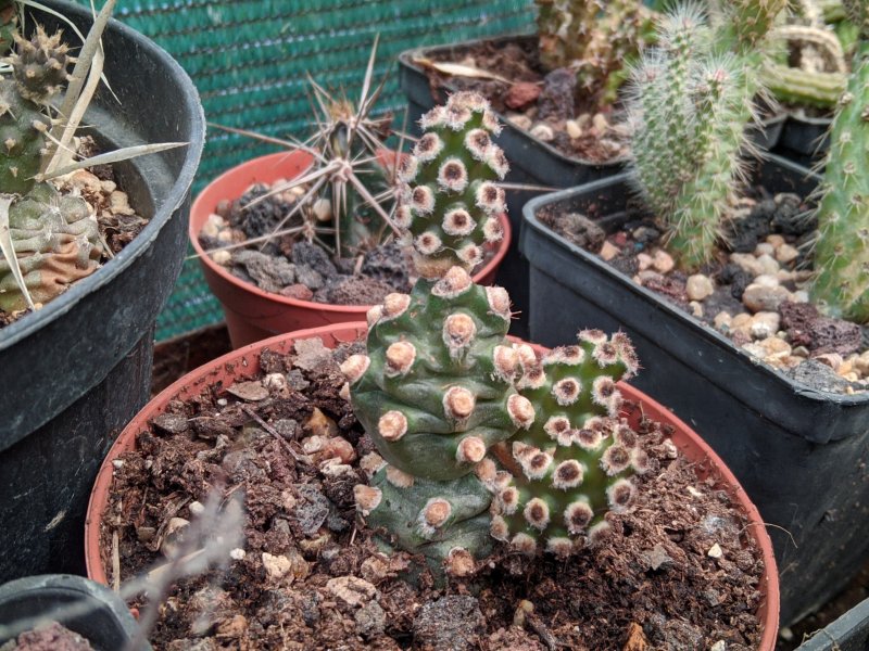 Tephrocactus molinensis 