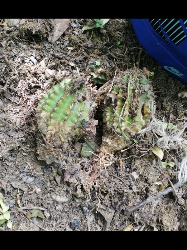 Echinopsis oxygona nel bosco  