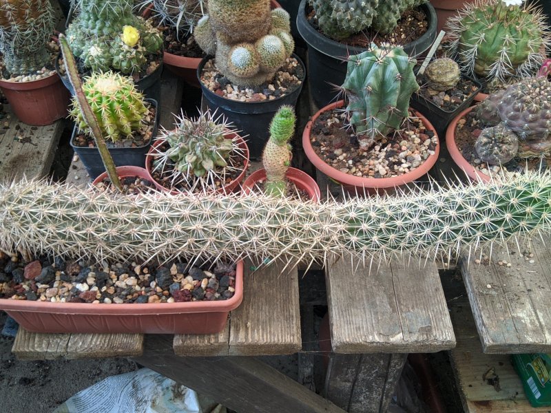 Machaerocereus eruca 