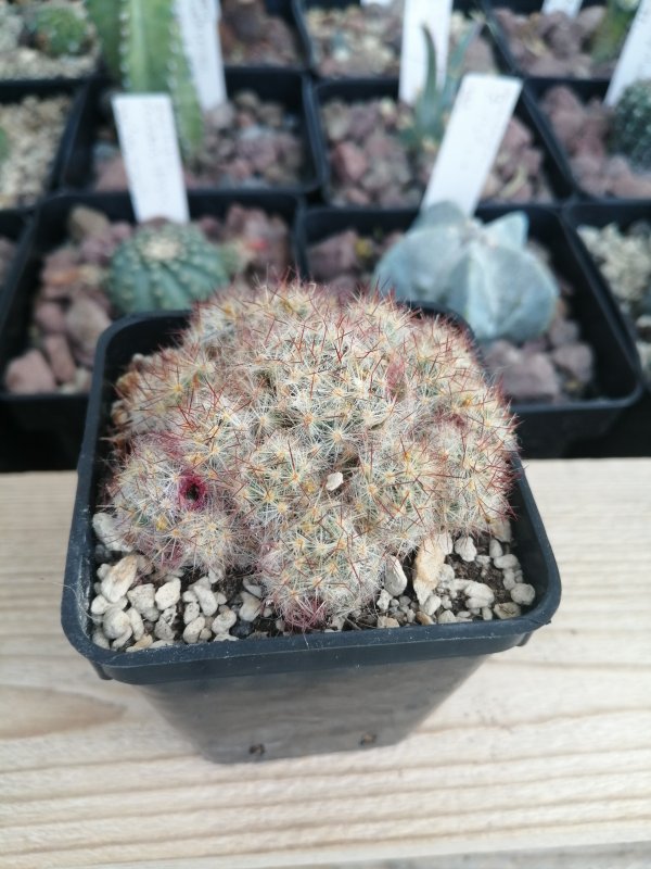 Mammillaria prolifera  