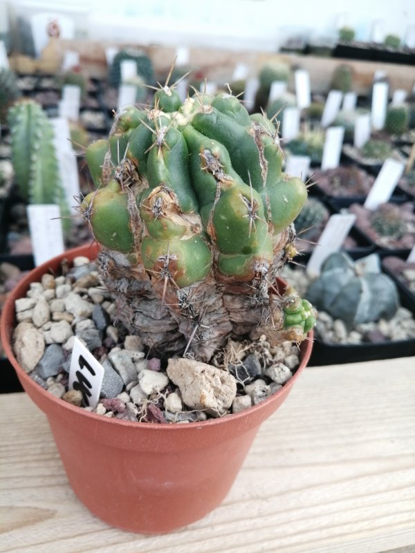 Thelocactus di giancarlo  