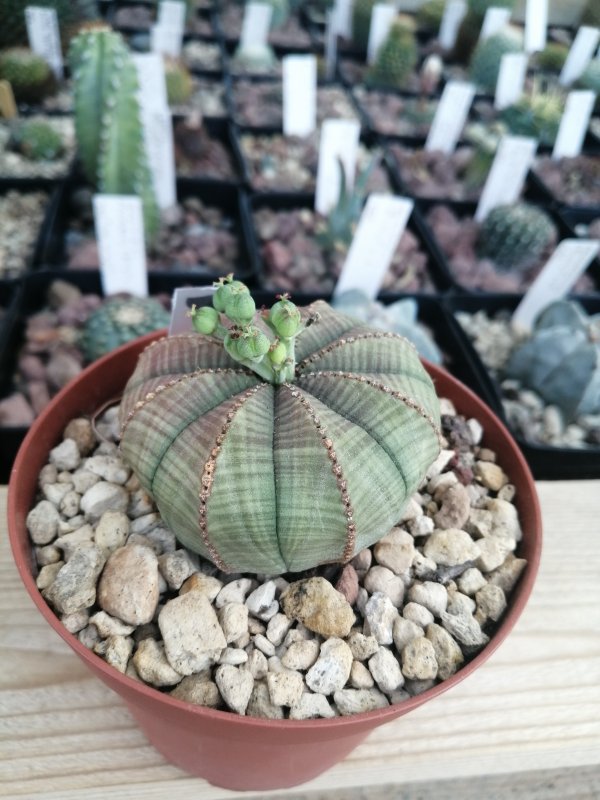 Euphoria obesa di giancarlo  