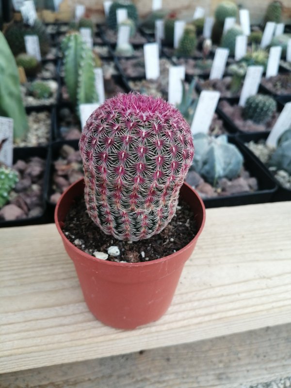 Echinocereus rigidissimus  