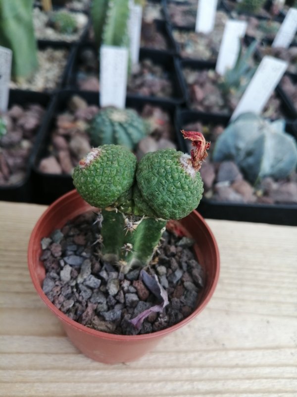 Rebutia krainziana inermi dicotomica  