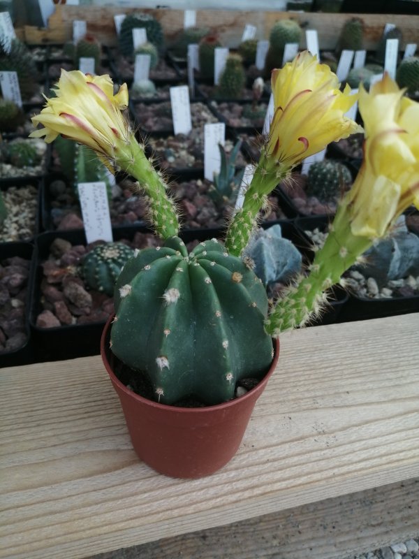 echinocereus 